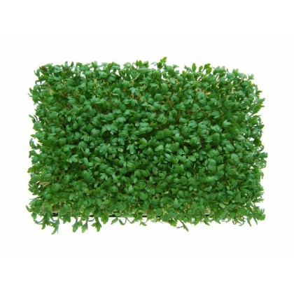 Swantex Salad Cress (mustard Crest) (1x16PCS)