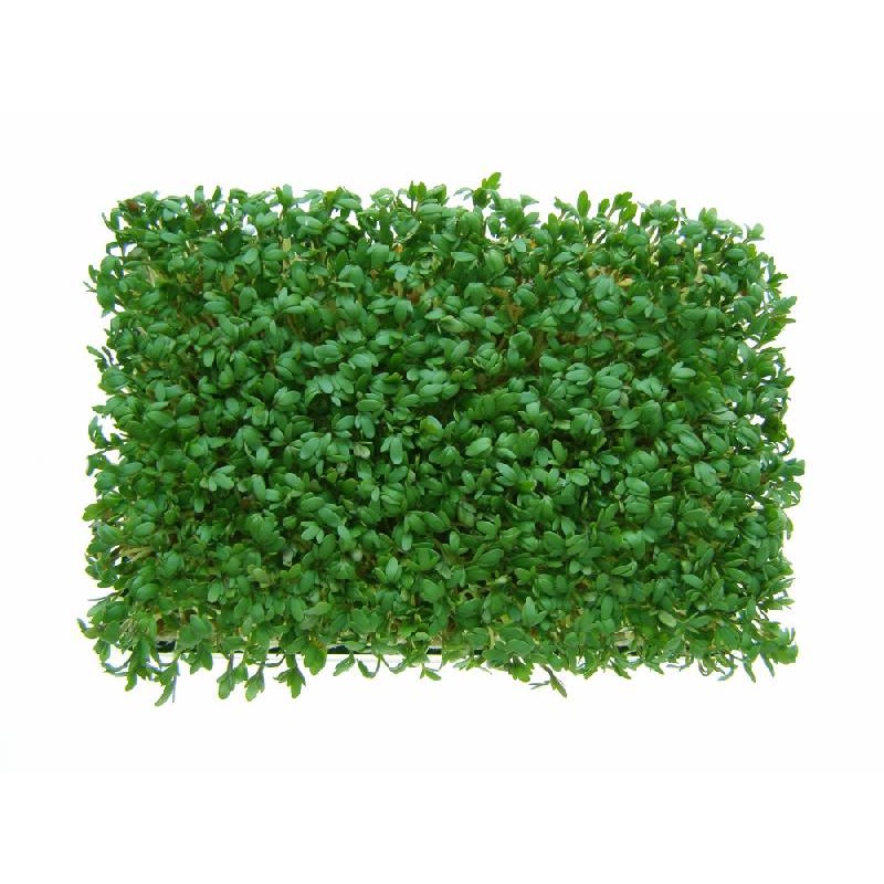Swantex Salad Cress (mustard Crest) (1x16PCS)
