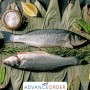 Fresh Whole Sea Bass 400g – 600g Descaled and Gutted 1x2