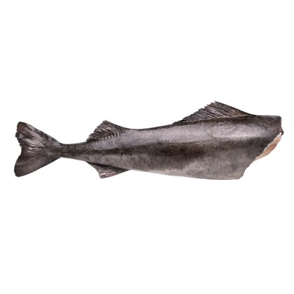 Black Cod Headless & Gutted 5-7lbs (Nominal) 1x22.68kg