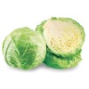 White Cabbage-1x10kg